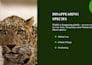 design professional power point presentations